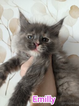 Mainská Mývalí bez PP - 2