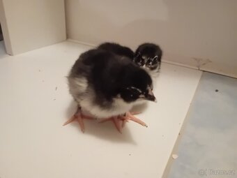 Barevná vajíčka NV - 2