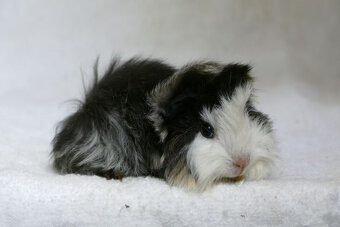 Morče peruánec - 2