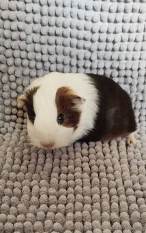 Morče sheltie - 2