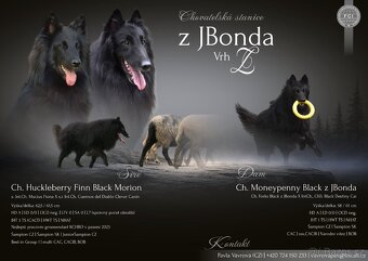 Belgický ovčák Groenendael s PP - 2