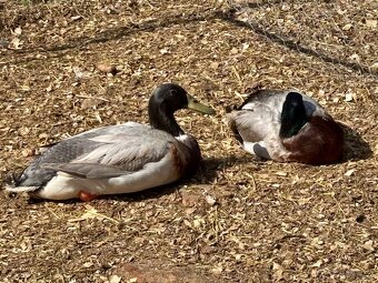 Indický běžec, kačer - 2