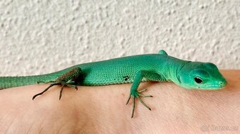Gastropholis prasina - 2