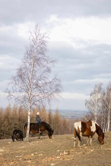 Huculská klisna, hucul, Tobiano, pony, malý kůň - 2