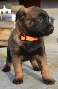Belgický ovčák malinois - 2