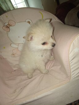 Pomeranian - 2