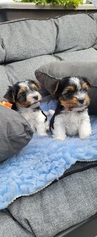 Biewer Yorkshire Terrier s PP - Jorkšír terier s PP - 2
