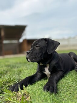 Cane corso s PP - 2