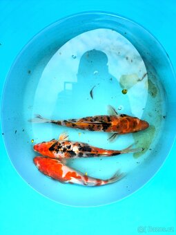 Koi kapr 25-35cm - 2