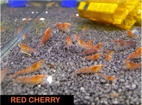 Krevetky krevety neocaridina davidi / heteropoda - 2