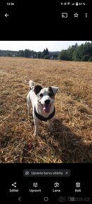 Jack Russell teriér ke krytí (bez PP) - 2