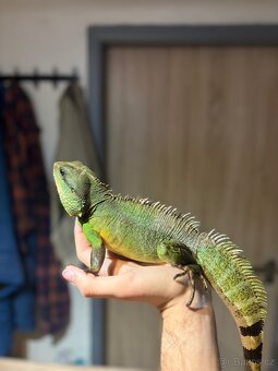 Agama kočinčinská - 2