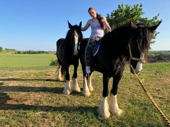 Shire horse 2 kobyly - 2