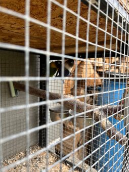 Prodám Agapornis - 2