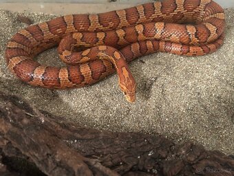 Užovka červená - 2