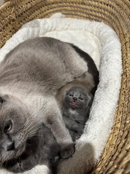 Britská koťata - 2