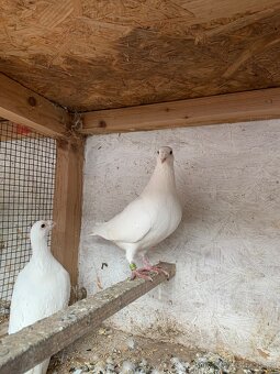 Poštovní holub bílý - 2