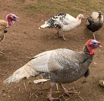 Krocan + dvě krůty - 2