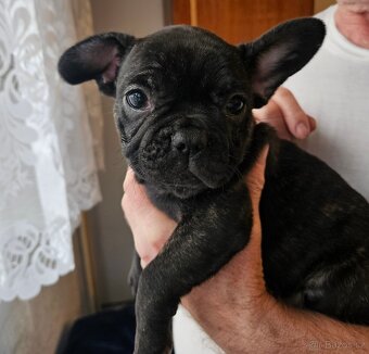 Francouzský buldoček - 2