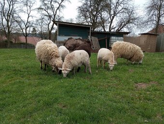 Jehňata beránci - 2