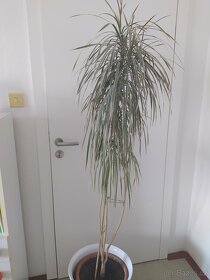 pokojová rostlina Dracaena/Dračinec bicolor - 2