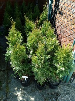 Tuje Smaragd v60-70cm - 2