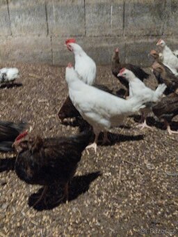 Leghorn,Vlaška koroptví a Australka velká - 2