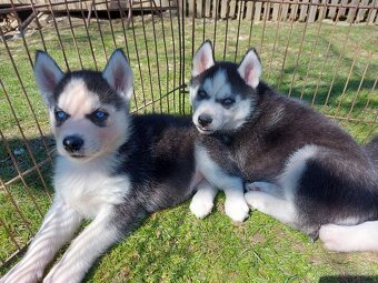 Sibiřsky husky / hasky - 2