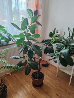 Ficus robusta - 2
