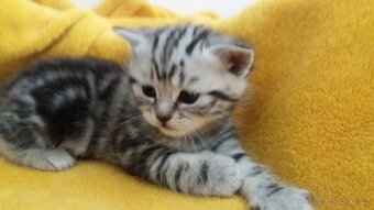 Britská modrá a whiskas kočičky i kocourkové - 2