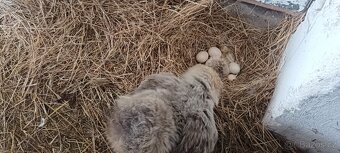 Hedvabničky i ayam Cemani - 2