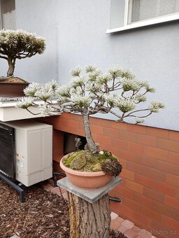 Borovice černá (Pinus nigra) bonsai - 2