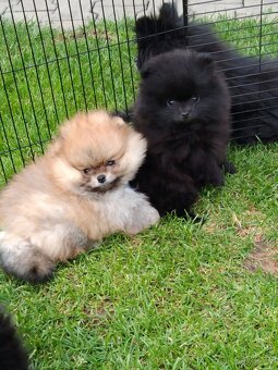 Pomeranian - 2