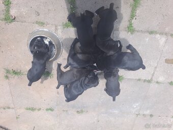 Štěňata cane corso - 2