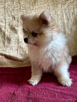 Pomeranian s PP - dva chlapečci v luxusní barvě - rarita - 2