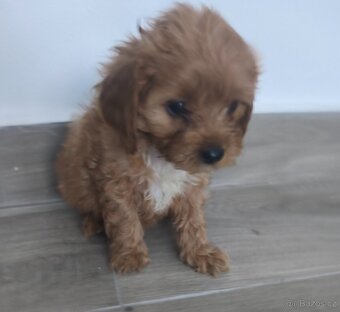 Cavapoo - 2