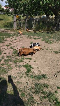 Kune kune - 2