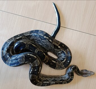Hroznýš královský, boa constriktor imperator - 2