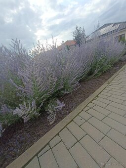 Perovskie/ruská šalvěj - 2