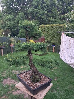 Bonsai,bonsaj Modřín - 2