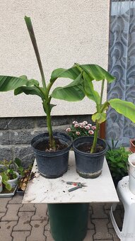 Banánovník Musa basjoo - 2