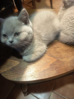 Britská čistokrevná krátkosrstá koťatka s PP - 2