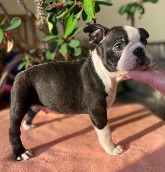 Bostonský teriér - 2
