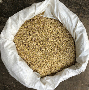 Kukuřice, Pšenice, Slunečnice - 2