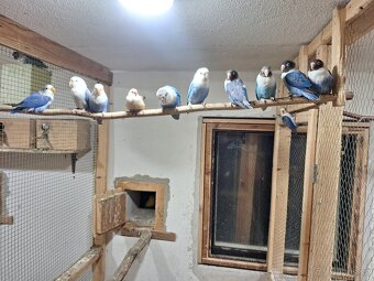 Agapornis Fiseruv a škraboškový - 2