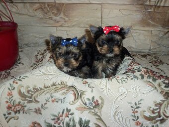 Jorkšírský teriér - 2