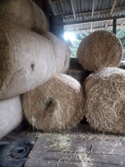 Prodám seno - 2