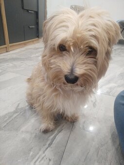 Yorkshire teriér Ben - 2