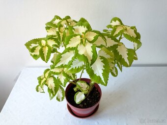 Africké kopřivy - 2