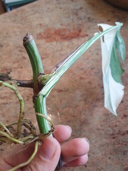Monstera albo variegata - 2
